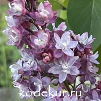 Syringa vulgaris Federiko Garsia Lorka