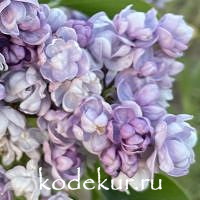 Сирень обыкновенная Михайло Ломоносов