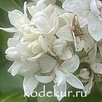 Syringa vulgaris Monique Lemoine