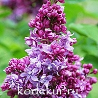 Syringa vulgaris Paul Deschanel 