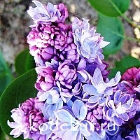 Syringa vulgaris President Poincare