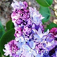 Syringa vulgaris President Poincare