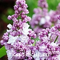 Syringa vulgaris Rose de Moscou