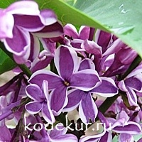 Syringa vulgaris Sensation