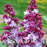 Syringa vulgaris Prince Wolkonsky