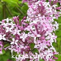 Syringa meyeri  Red Pixie