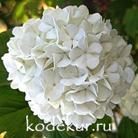 Viburnum opulus Roseum