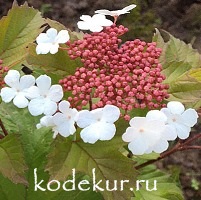 Viburnum sargentii Onondaga