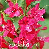 Weigela hybrida Eva Rathke