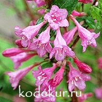 Weigela florida  Pink Poppet 