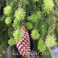 Picea abies Inversa