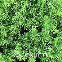 Picea glauca Conica