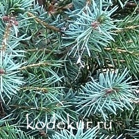 Picea omorica