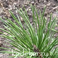 Pinus mugo var. mughus