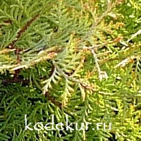 Thuja occidentalis Rheingold