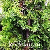 Thuja occidentalis Smaragd