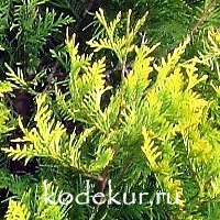 Thuja occidentalis Aurea