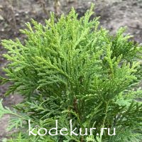 Thuja occidentalis Danica