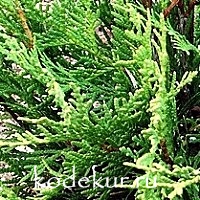 Thuja occidentalis Golden Globe