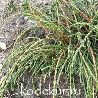 Thuja plicata Whipcord