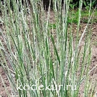 Calamagrostis epigeios Overdam