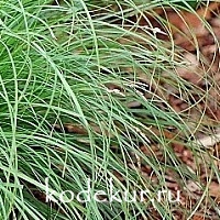 Carex montana