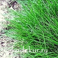 Festuca gautieri