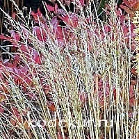 Molinia caerulea variegata