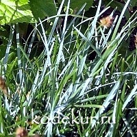 Sesleria caerulea