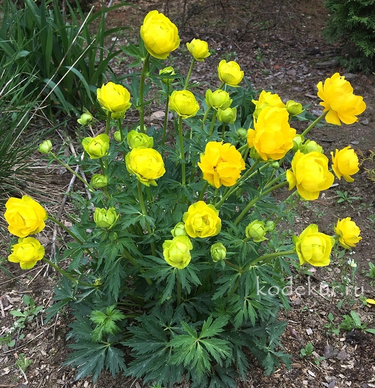 Trollius_stenopetalus_2.jpg