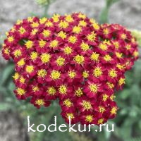 Achillea Desert Eve Red