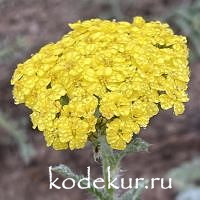 Achillea Desert Eve Yellow