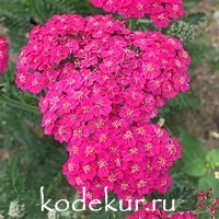 Achillea millefolium Red Velvet