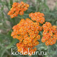 Achillea millefolium Tricolor