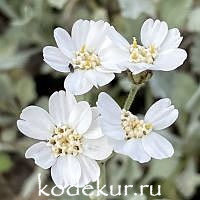 Achillea ageratifolia