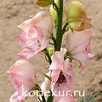 Aconitum napellus Rubellum