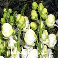 Aconitum napellus Schneewitchen