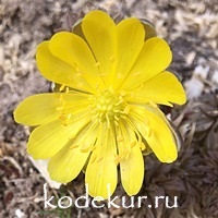 Adonis  amurensis