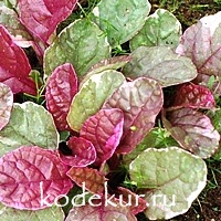 Ajuga reptans Burgundy Glow