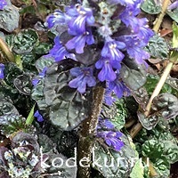 Ajuga  pyramidalis Metallica Crispa