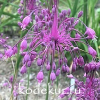 Allium carinatum