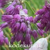 Allium cyathophorum