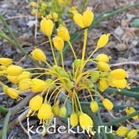 Allium flavum mini