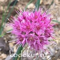 Allium roseum