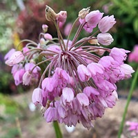 Allium rubens