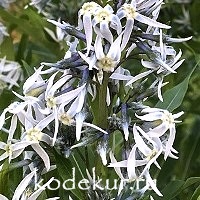 Amsonia tabernaemontana