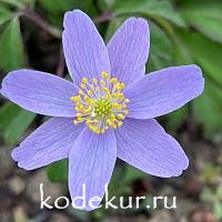 Anemone nemorosa  Hannah Gubbay