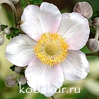 Anemone hupehensis Praecos