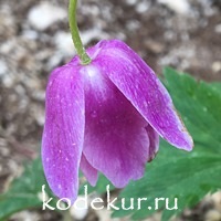 Anemone nemorosa  Frühlingsfest