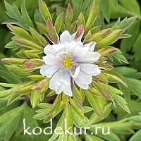 Anemona nemorosa Bracteata Pleniflora